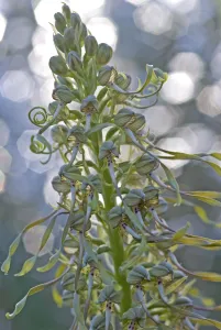 Lizard orchid (Himantoglossum hircinum) Gargano National Park, Gargano Peninsula