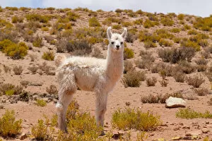 Llama calf on the altiplano, Bolivia, December 2016