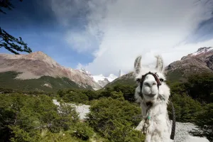 Images Dated 22nd February 2009: Llama (Lama glama), Los Glaciares National Park, Argentina