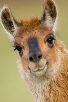 Images Dated 6th March 2009: Llama {Lama glama} portrait, captive, Peru