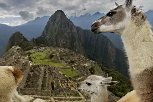 Images Dated 26th August 2016: Three Llamas (Lama glama) resting in the Machu Picchu ruins. Urubamba, Peru. August, 2016