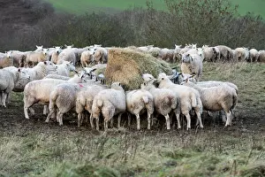 Livestock Prints: Lleyn sheep herd feeding on supplementary hay, Herefordshire, England, UK. January, 2023