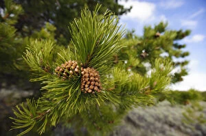 Green Gallery: Lodgepole pine cones (Pinus contorta), Teton County, Wyoming, USA. May