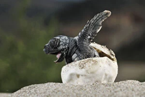 Animal Eggs Gallery: Loggerhead sea turtle (Caretta caretta) emerging from shell, Dalyan delta, Turkey, July