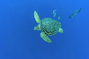 Archipelago Gallery: Loggerhead sea turtle (Caretta caretta) accompanied by Imperial blackfish (Schedophilus ovalis)