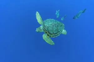 Caretta Prints: Loggerhead sea turtle (Caretta caretta) accompanied by Imperial blackfish (Schedophilus ovalis) swimming