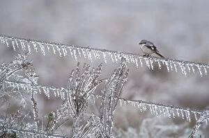 Loggerhead shrike (Lanius ludovicianus) on an ice-covered fence after an ice storm