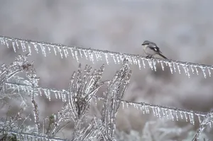 Loggerhead shrike (Lanius ludovicianus) on an ice-covered fence after an ice storm