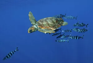 Sea Turtles Gallery: Loggerhead turtle (Caretta caretta) with a shoal of Pilot fish (Naucrates ductor) Pico