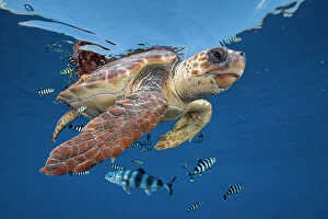 Sea Turtles Gallery: Loggerhead turtle (caretta caretta) swimming near the surface with Pilot fish. Balearic channel