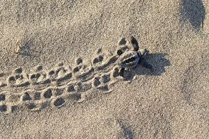 Loggerhead turtle (Caretta caretta) hatchling running to the sea, lycian coast, Mediterranean Sea