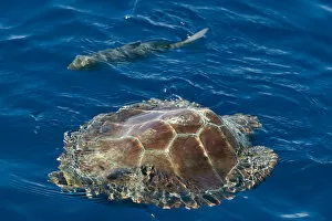 Images Dated 17th June 2009: Loggerhead turtle (Caretta caretta) swimming past a fish, Pico, Azores, Portugal