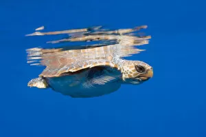 Images Dated 17th June 2009: Loggerhead turtle (Caretta caretta) swimming with the top of its shell just above the water surface
