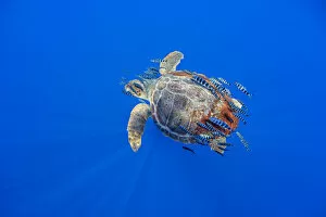March 2021 Highlights Gallery: Loggerhead turtle (Caretta caretta) accompanied by pilotfish (Naucrates ductor