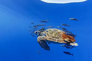 Loggerhead turtle (Caretta caretta) accompanied by pilotfish (Naucrates ductor