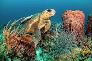 Caretta Prints: Loggerhead turtle (Caretta caretta) female
