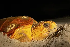 Caretta Prints: Loggerhead turtle (Caretta caretta) female nesting on beach at night