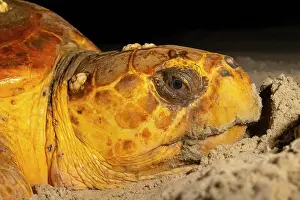 Caretta Prints: Loggerhead turtle (Caretta caretta) female nesting on beach at night