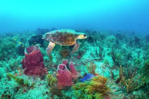 Caretta Prints: Loggerhead turtle (Caretta caretta) female resting on reef between nesting trips ashore