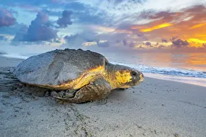 Caretta Prints: Loggerhead turtle (Caretta caretta) female returning to the sea at dawn after nesting