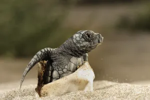 Turkey Prints: Loggerhead turtle (Caretta caretta) hatching, Dalyan Delta, Turkey, July 2009 WWE