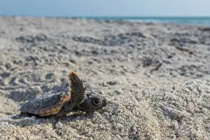Caretta Prints: Loggerhead turtle (Caretta caretta) hatchling making its way to the sea