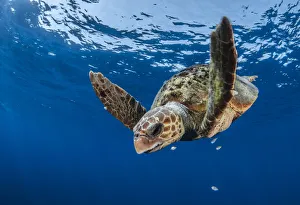 Images Dated 9th July 2009: Loggerhead turtle (Caretta caretta) Los Gigantes, South Tenerife, Canary Islands