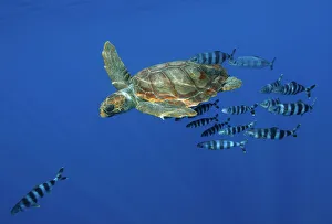 Magnus Lundgren Prints: Loggerhead turtle (Caretta caretta) with a shoal of Pilot fish (Naucrates ductor) Pico