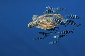 Loggerhead turtle (Caretta caretta) with a shoal of Pilot fish (Naucrates ductor) Pico