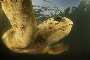 Loggerhead turtle (Caretta caretta) swimming, Dalyan Delta, Turkey, August 2009
