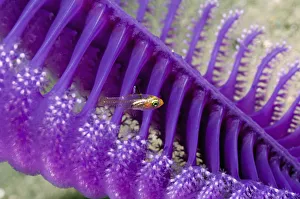Loki whip goby (Bryaninopss loki) on Sea pen (Virgularia gustaviana). Komodo National Park