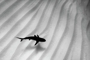 A lone Caribbean reef shark (Carcharhinus perezi) cruises over sand ripples. Walkers Cay