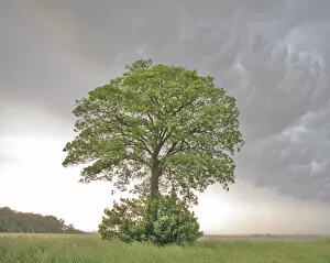 Aceraceae Gallery: Lone Maple (Acer) in a field against cumulo-nimbus and mammatus clouds. Picardy, France