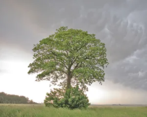 Lone Maple (Acer) in a field against cumulo-nimbus and mammatus clouds. Picardy, France