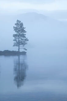 Cool Coloured Woodlands Collection: Lone Scots pine at dawn reflected in water, Loch an Eilein, Rothiemurchus forest, Cairngorms NP