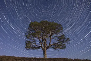 Lone Scots pine tree (Pinus sylvestris) and star trails with the north star
