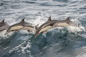 Wave Gallery: Long beaked common dolphin (Delphinus capensis) pod porpoising Baja California, Mexico