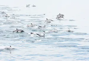 Long-beaked common dolphin (Delphinus capensis) pod porpoising, Bahia de los Angeles Biosphere Reserve, Sea of Cortez, Gulf of California, Mexico