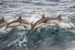 Long beaked common dolphin (Delphinus capensis) pod porpoising Baja California, Mexico