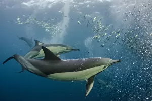 Blue Collection: Long-beaked common dolphins (Delphinus capensis) feeding in Sardines, (Sardinops
