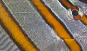 Images Dated 7th April 2013: Long-beaked Coralfish (Chelmon rostratus) eye, Inanuran Island, Danajon Bank, Central Visayas