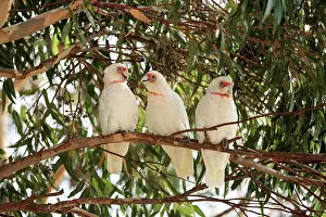 Cacatuidae Prints: Three Long-billed corellas (Cacatua tenuirostris) perched on branch in the shade of a Eucalypt tree (Eucalyptus sp)