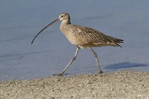 Long-Billed Curlew (Numenius americanus) hunting in sand for Fiddler Crabs while