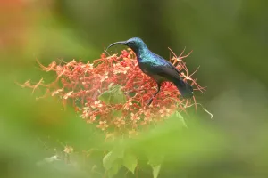 Cinnyris Prints: Long-billed sunbird (Cinnyris lotenius) nectaring on flowers. Goa, India. September