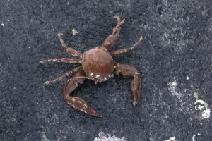 Long clawed porcelain crab (Pisidia longicornis) on seashore, Sark, British Channel Islands
