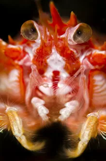 Images Dated 16th June 2011: Long-clawed squat lobster (Munida rugosa) portrait, Loch Fyne, Argyll and Bute, Scotland
