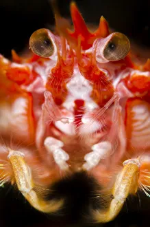 Long-clawed squat lobster (Munida rugosa) portrait, Loch Fyne, Argyll and Bute, Scotland