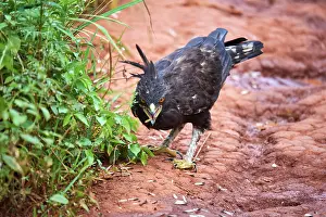 Eagle Prints: Long crested eagle (Lophaetus occipitalis) feeding on insects