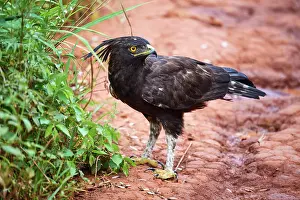 Eagle Prints: Long crested eagle (Lophaetus occipitalis) feeding on insects