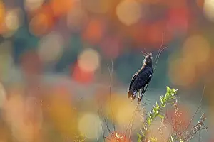 Perching Prints: Long-crested eagle (Lophaetus occipitalis) male perched on treetop and looking around